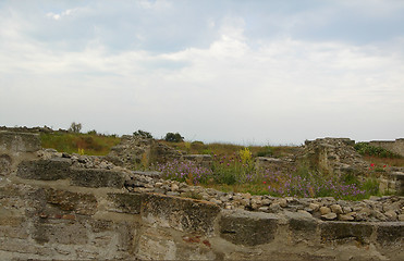 Image showing Field of Flowers