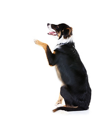 Image showing Border collie, studio and dogs with paw trick, white background or mockup space. Smart pets, loyalty and dog paw on studio background for attention, playing and training, curious animals or black fur