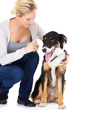 Image showing Woman, dog training and command in studio with tennis ball, learning and focus by white background. Trainer, pet animal and furry friend with listening, loyalty and care while isolated for education