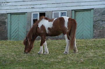 Image showing Horse_2_24.04.2005