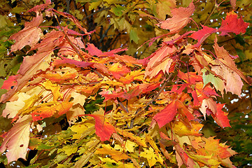 Image showing Autumn colors