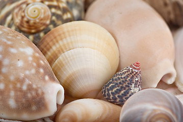 Image showing seashells