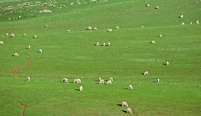 Image showing sheep in the field