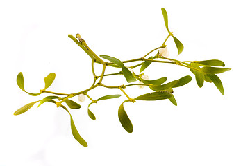 Image showing mistletoe