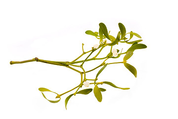 Image showing mistletoe