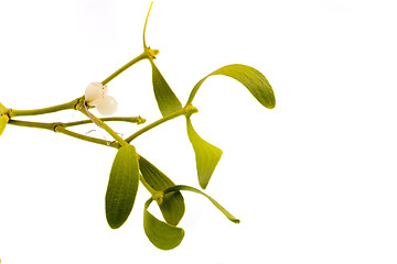 Image showing mistletoe