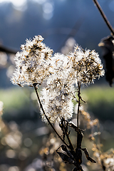 Image showing plants in bloom