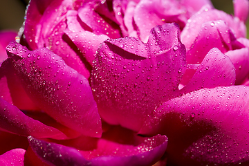 Image showing red peony after rain