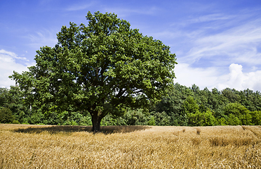 Image showing oak lonely growing