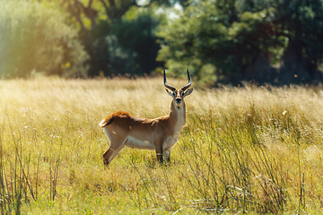 Image showing southern lechwe in Okavango, Botswana, Africa