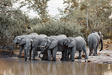 Image showing African Elephant on waterhole, Africa safari wildlife