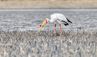 Image showing Yellow-billed stork, Botswana Africa wildlife