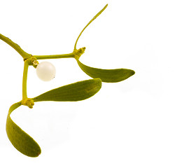 Image showing mistletoe