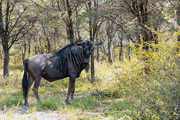 Image showing Blue Wildebeest in Kalahari, South Africa