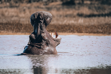 Image showing Hippopotamus Botswana Africa Safari Wildlife