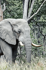 Image showing African Elephant in Moremi, Botswana safari wildlife