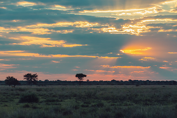 Image showing African sunset over plain with acacia tree