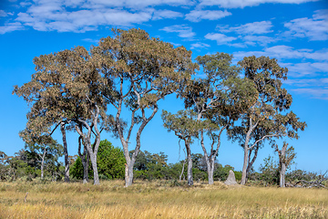 Image showing Moremi game reserve landscape, Africa wilderness