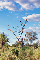 Image showing tawny eagle Botswana Africa safari wildlife