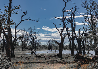 Image showing Moremi game reserve landscape, Botswana Africa wilderness