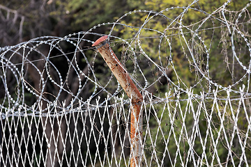 Image showing Restricted Area Barbed Fence, security concept