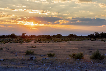 Image showing landscape namibia game reserve, africa wilderness