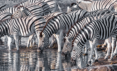 Image showing zebra reflection in Etosha Namibia wildlife safari