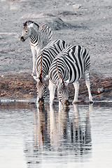 Image showing zebra reflection in Etosha Namibia wildlife safari