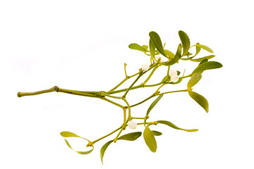 Image showing mistletoe