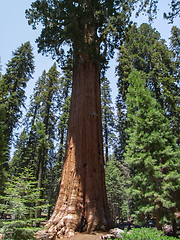 Image showing Sequoia National Park