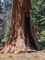 Image showing Sequoia National Park