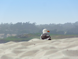 Image showing seagull in California