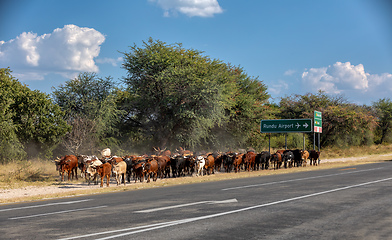 Image showing domestic cattle goes from pasture on highway, Africa