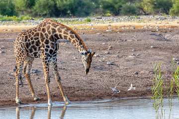 Image showing Giraffe on Etosha, Namibia safari wildlife