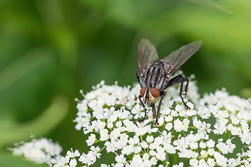 Image showing Common green bottle fly, insect wildlife