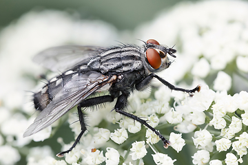 Image showing Common insect bottle fly, insect wildlife