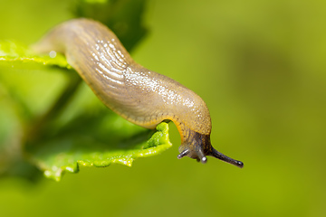 Image showing small garden slug eating plant