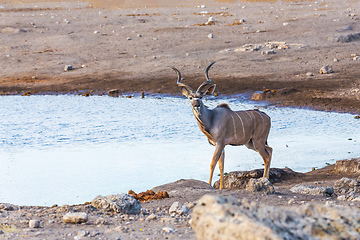 Image showing greater kudu Africa safari wildlife and wilderness