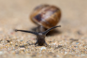 Image showing macro of small Garden snail