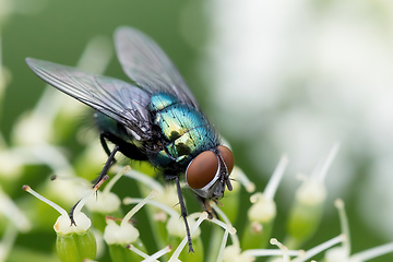 Image showing Common green bottle fly, insect wildlife