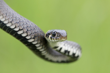 Image showing Closeup of grass snake, Natrix natrix