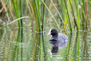 Image showing Bird Eurasian coot Fulica atra hiding in reeds