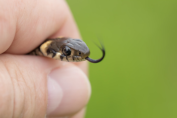 Image showing Closeup of grass snake, Natrix natrix