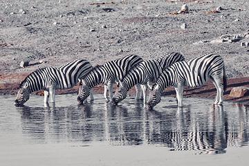 Image showing zebra reflection in Etosha Namibia wildlife safari