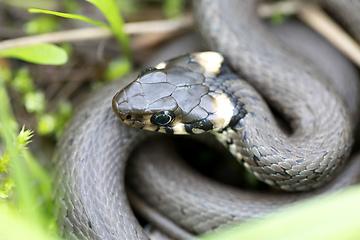 Image showing Closeup of grass snake, Natrix natrix