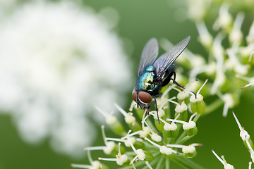 Image showing Common green bottle fly, insect wildlife