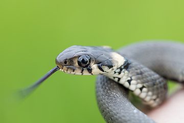 Image showing Closeup of grass snake, Natrix natrix