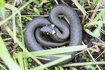 Image showing Closeup of grass snake, Natrix natrix