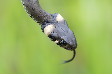 Image showing Closeup of grass snake, Natrix natrix