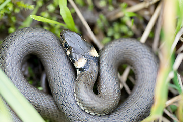 Image showing Closeup of grass snake, Natrix natrix